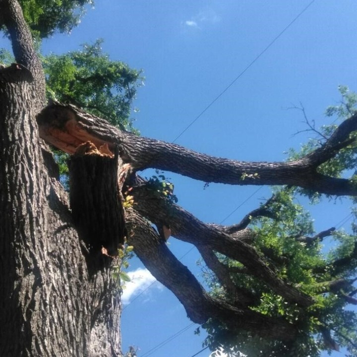 AC Expert Tree Care Image