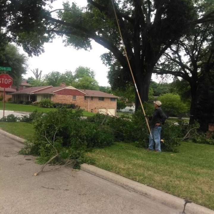 AC Expert Tree Care Image