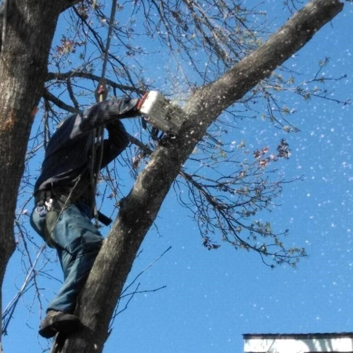 AC Expert Tree Care Image
