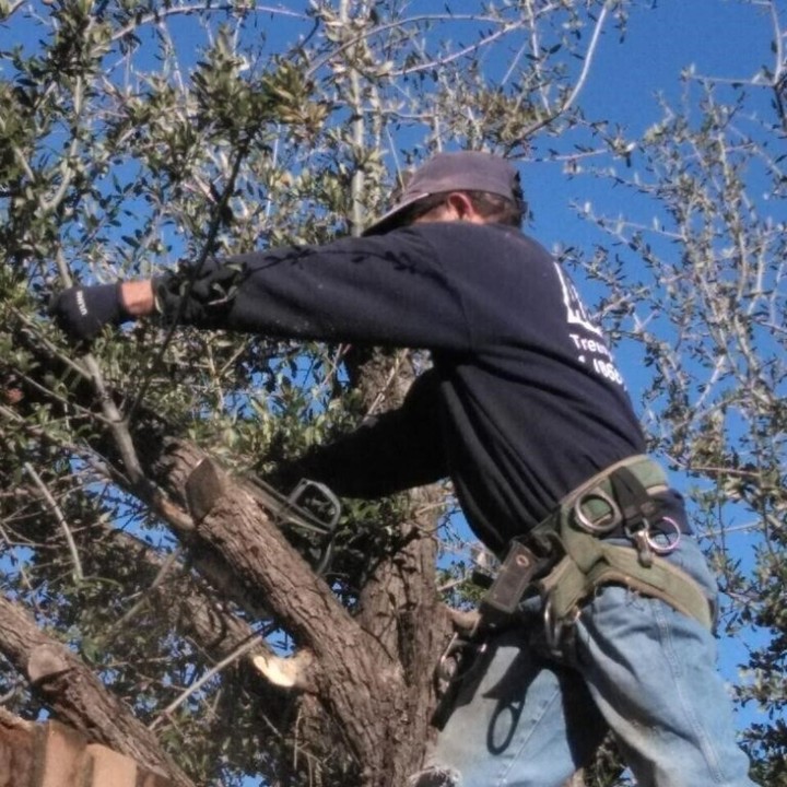 AC Expert Tree Care Image
