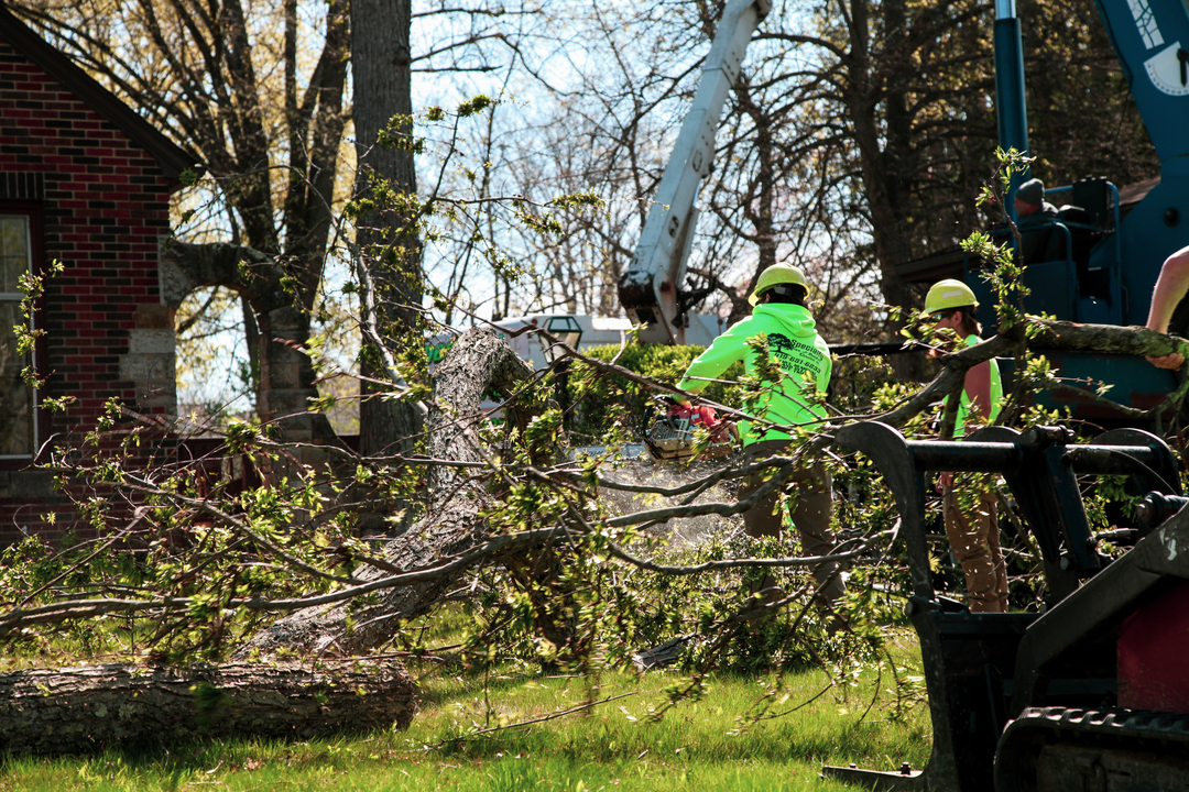 Specialty Tree & Bucket Service - Lucas, OH
