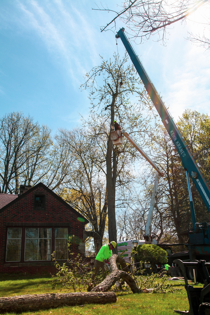 Specialty Tree & Bucket Service - Lucas, OH