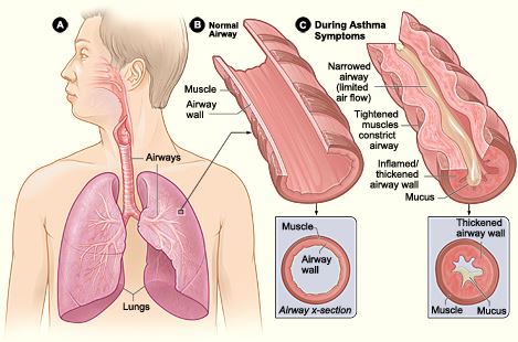 Chacko Allergy, Asthma and Sinus Center of Duluth Image