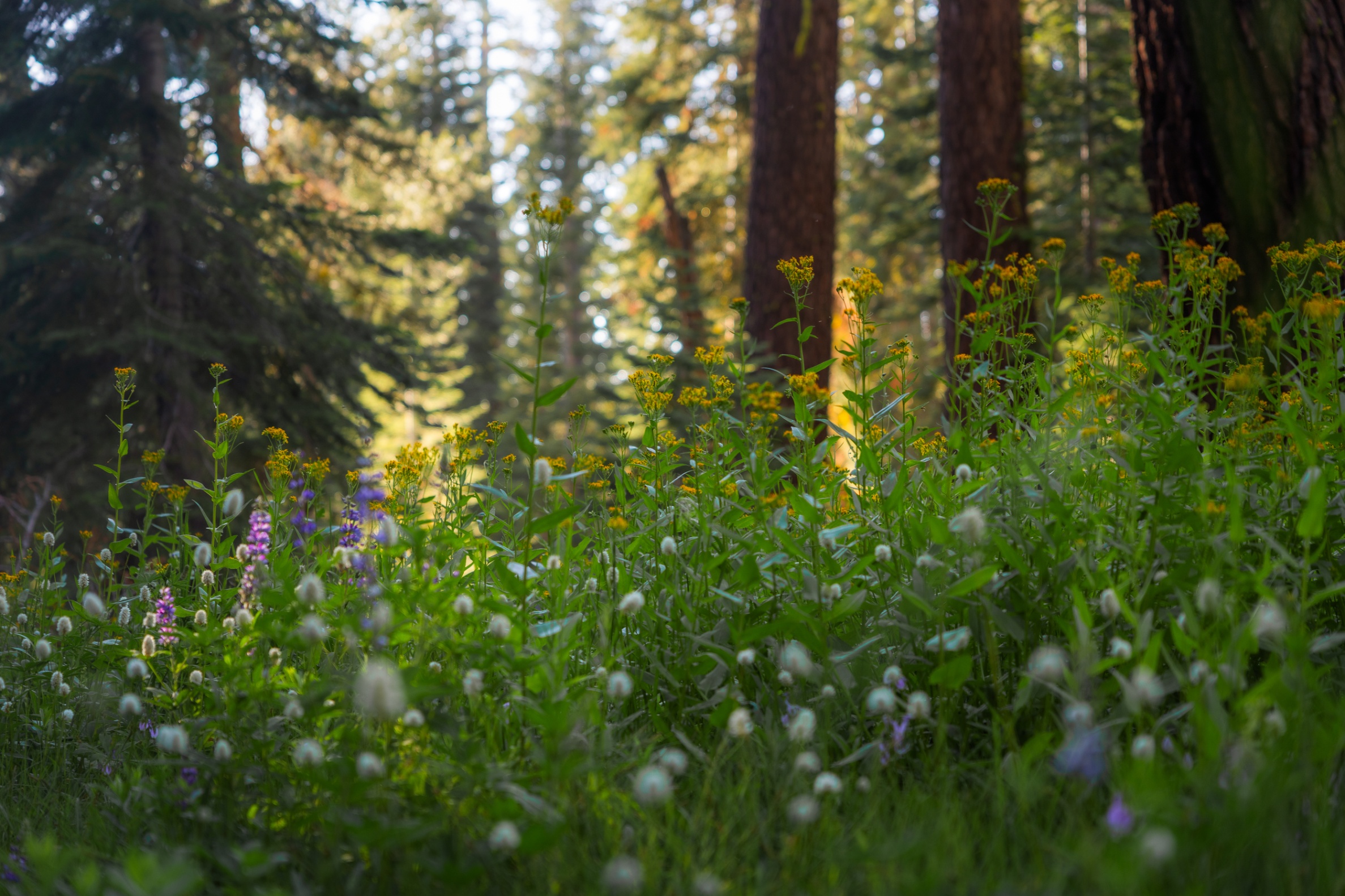 Yosemite 360 Tours Image