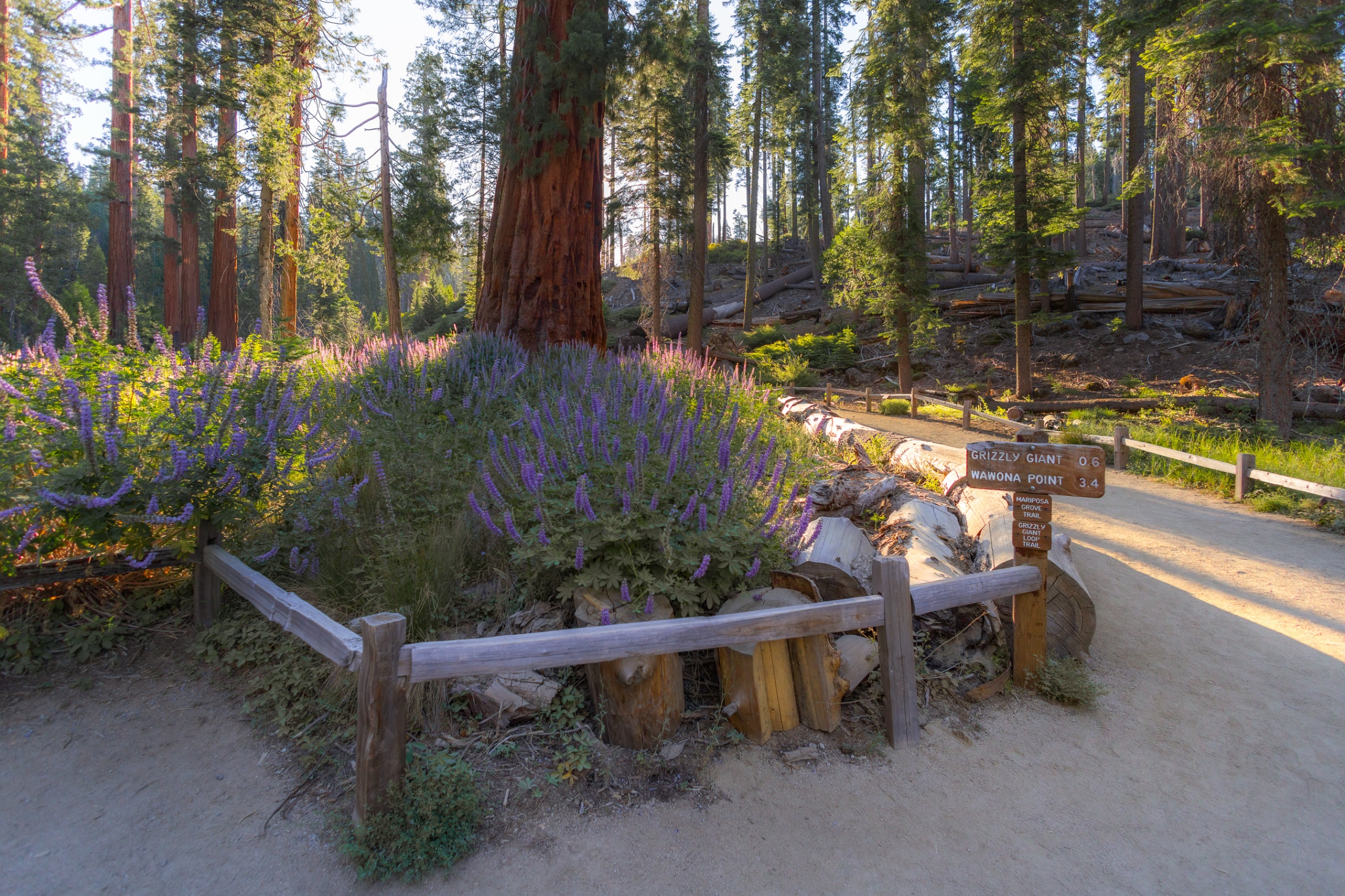 Yosemite 360 Tours Image