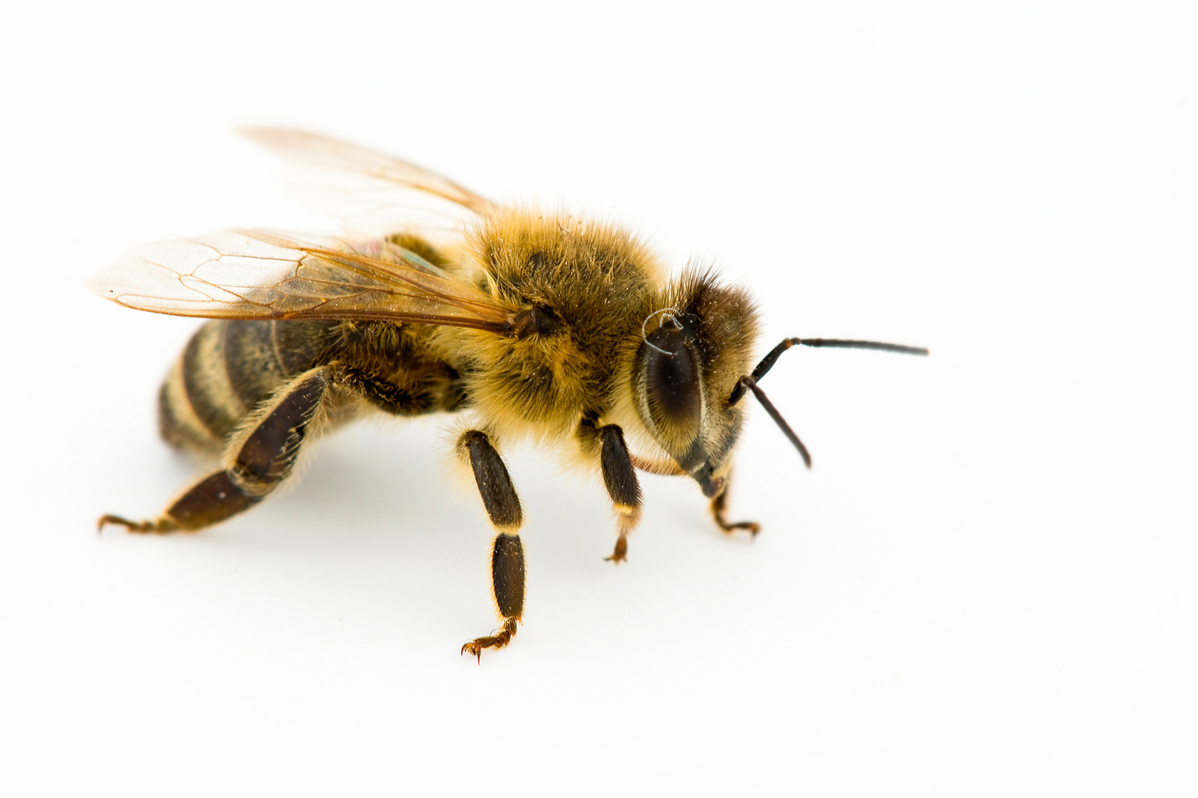 MiteBuster BedBug & Pest Control - Rochelle Park, NJ