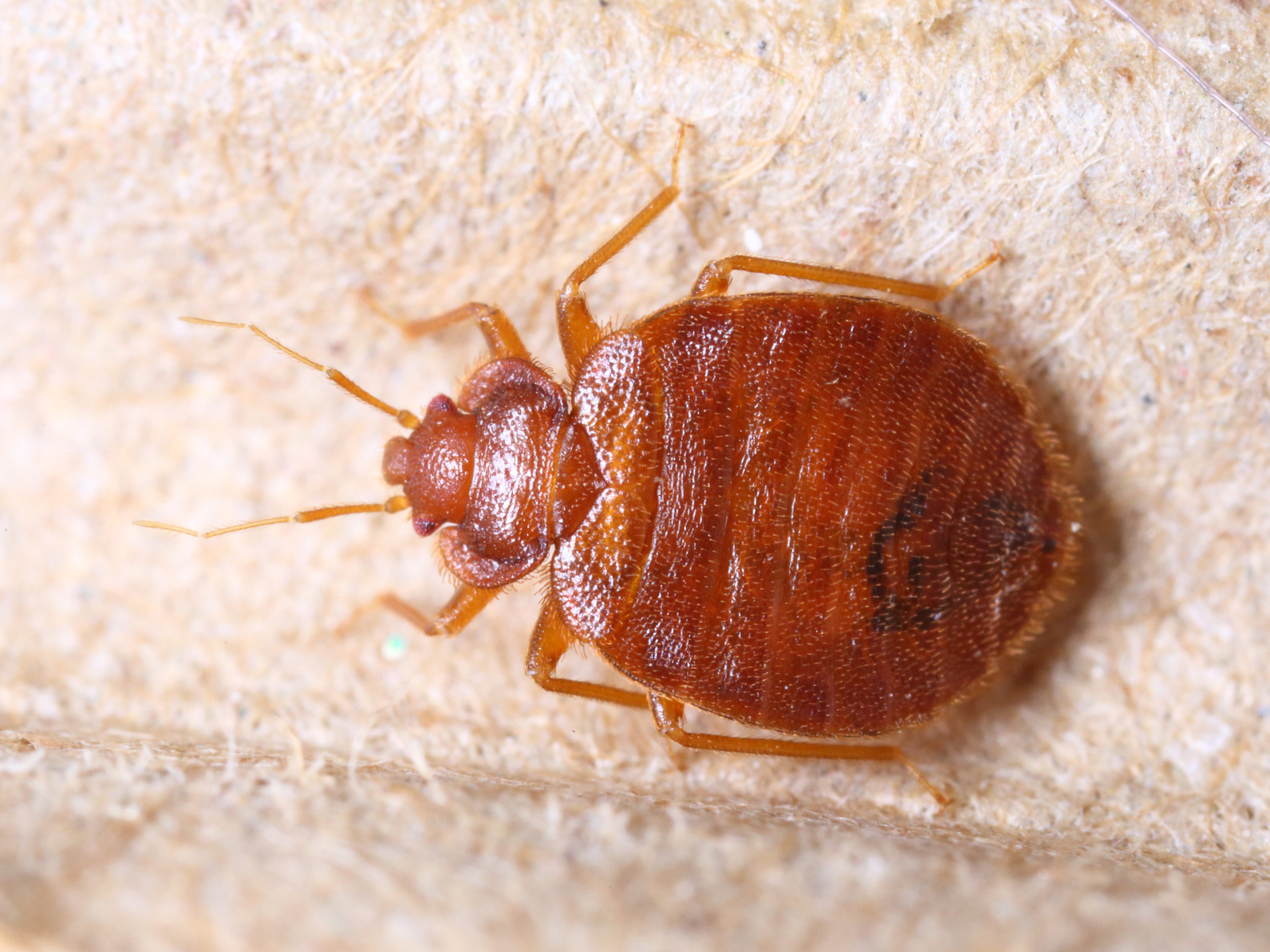 MiteBuster BedBug & Pest Control - Rochelle Park, NJ