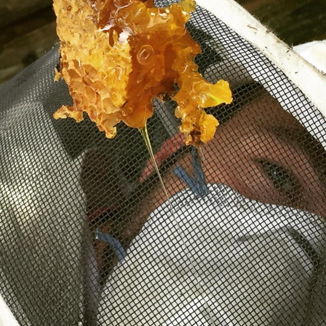 Royal Pest & Termite Image