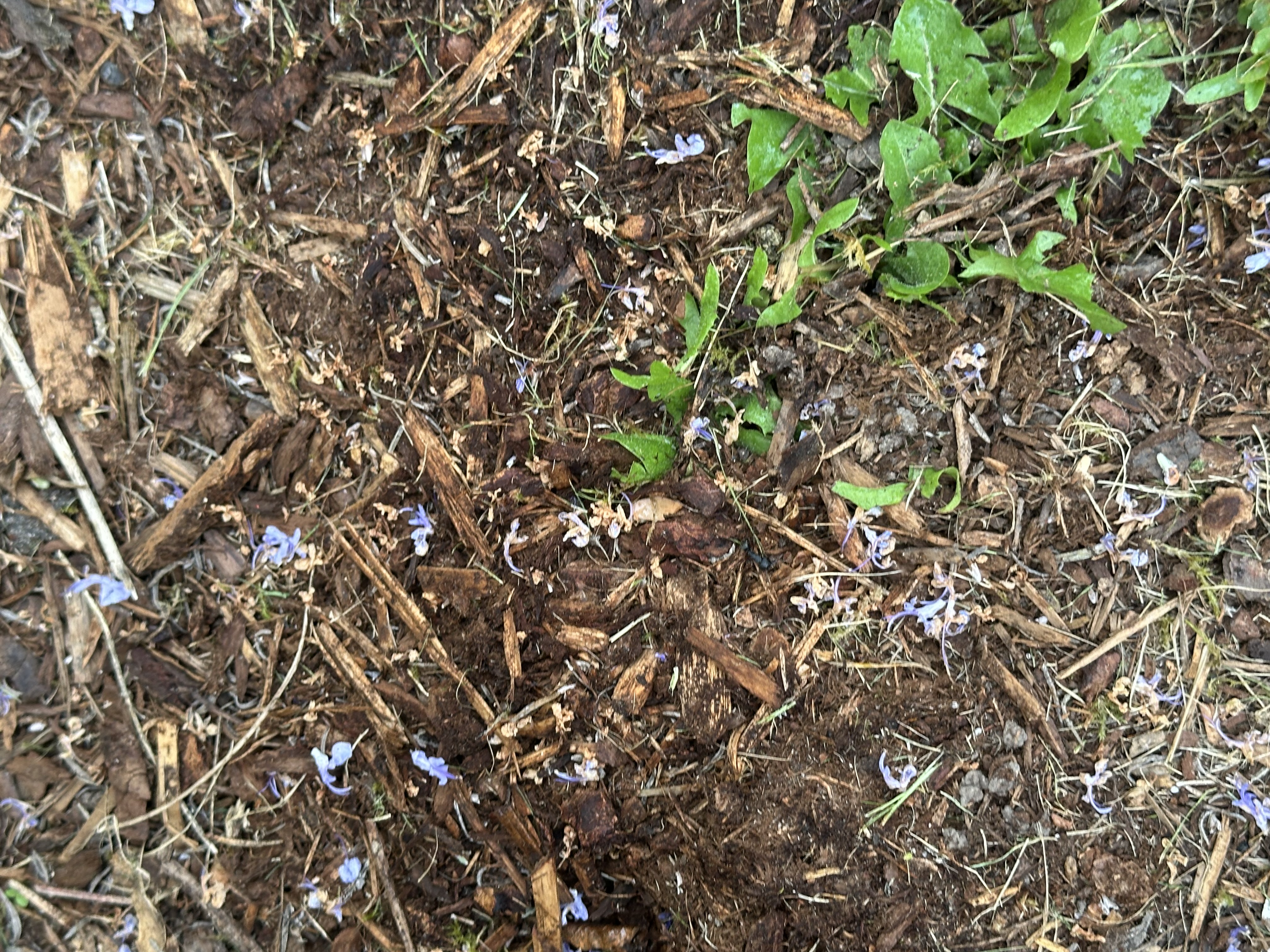 Snohomish Pest Control Image