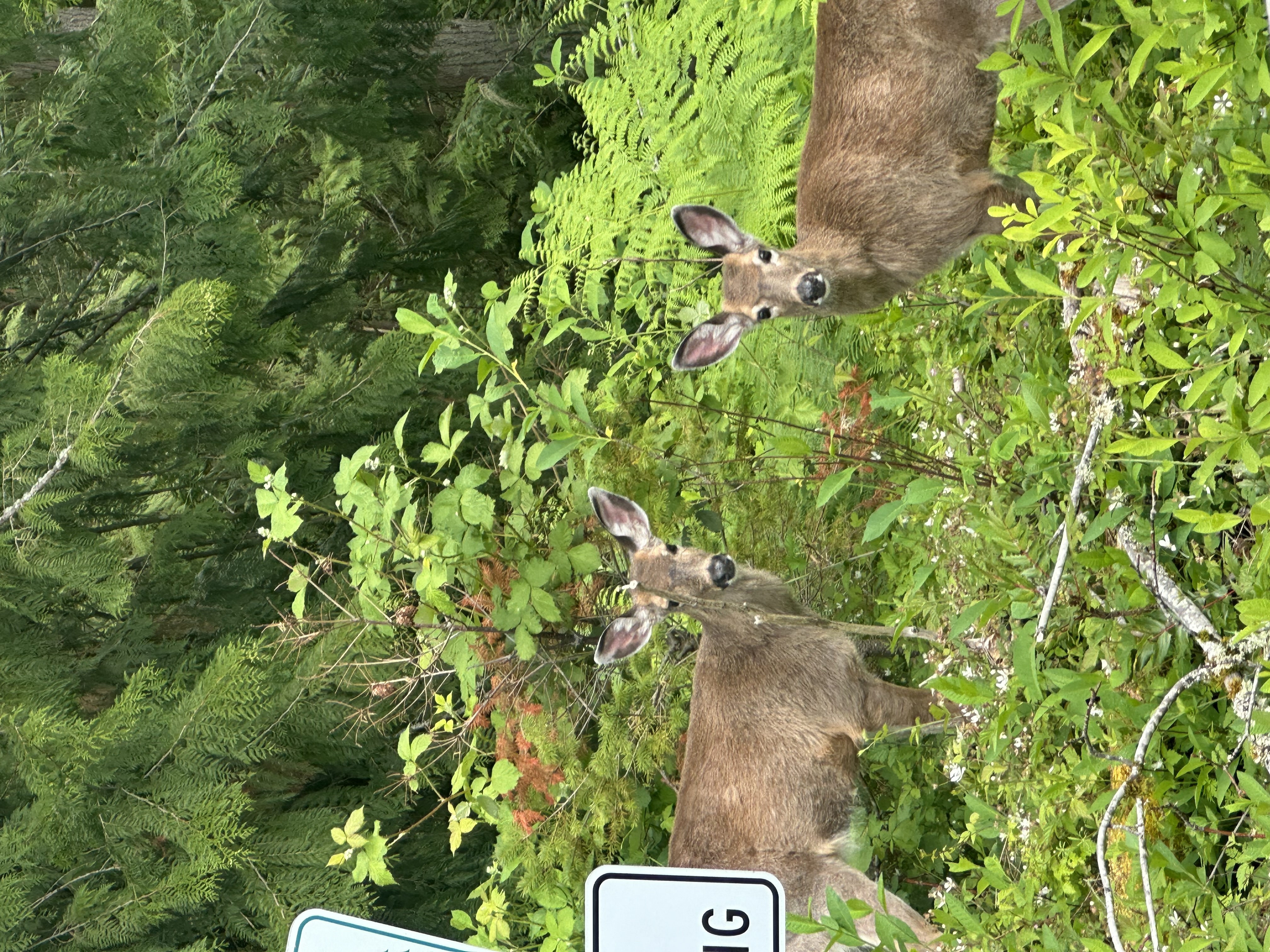 Snohomish Pest Control Image