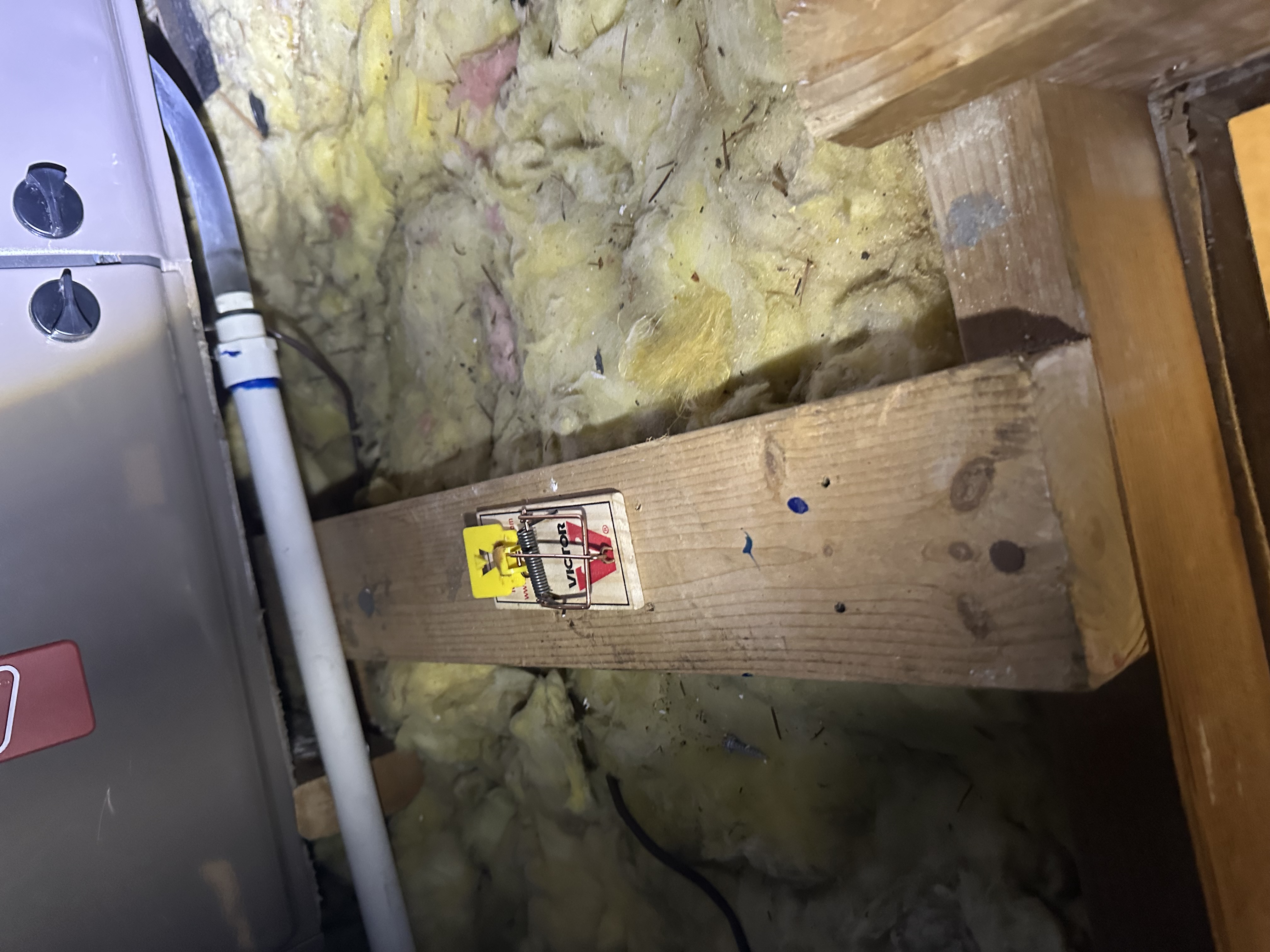 Snohomish Pest Control Image