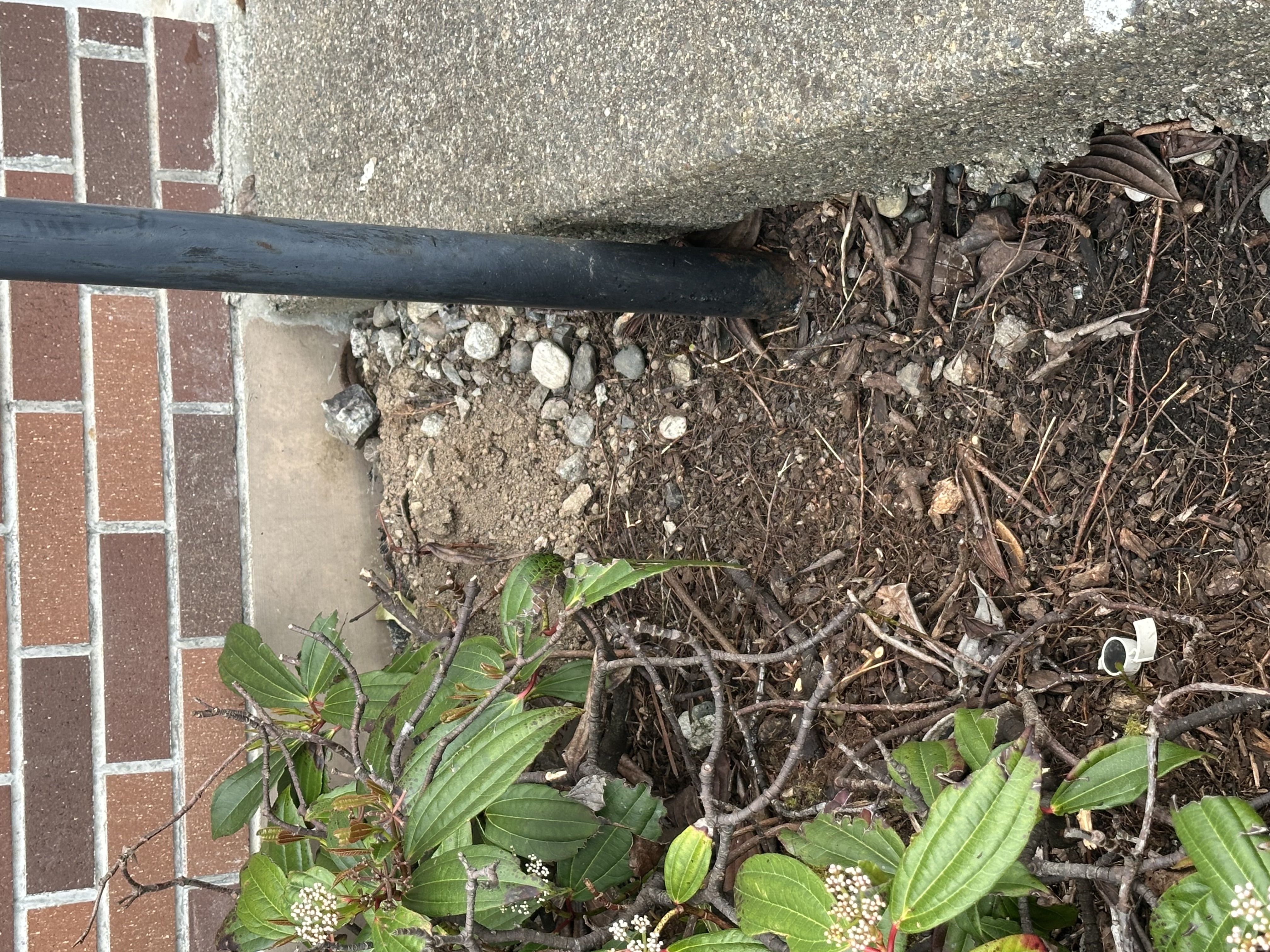 Snohomish Pest Control Image