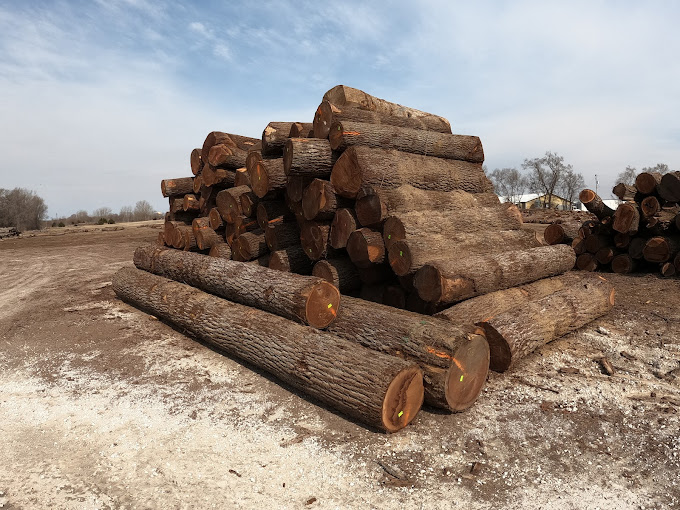 Walnut Timber Buyers | Peoria Image