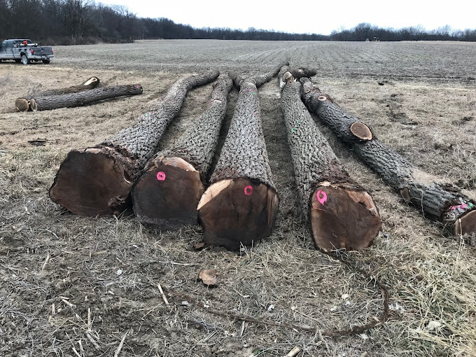 Walnut Timber Buyers | Peoria Image