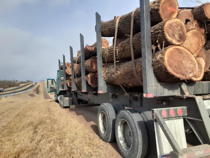 Walnut Timber Buyers | Peoria Image