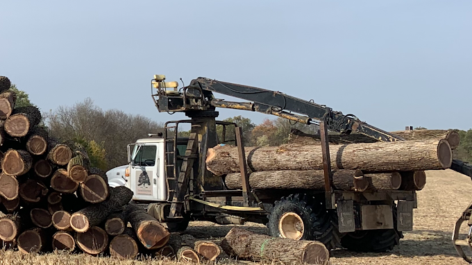 Walnut Timber Buyers | Peoria Image