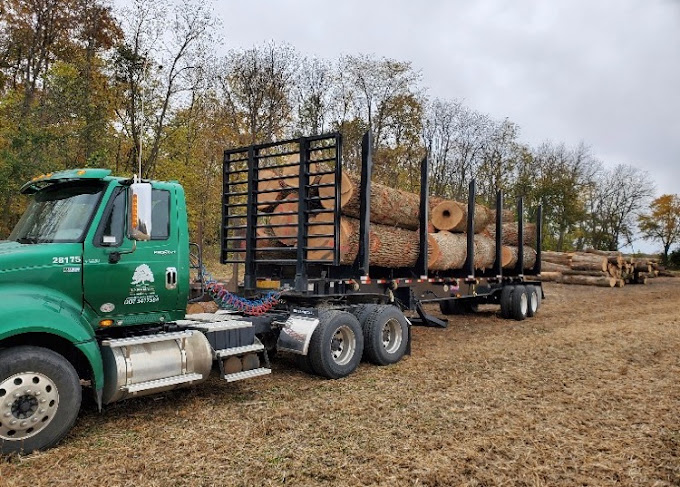 Walnut Timber Buyers | Peoria Image