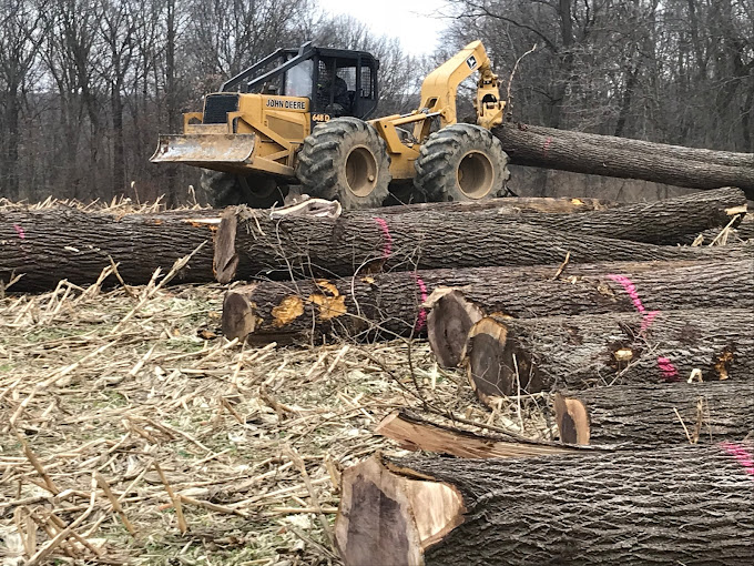 Walnut Timber Buyers | Peoria Image