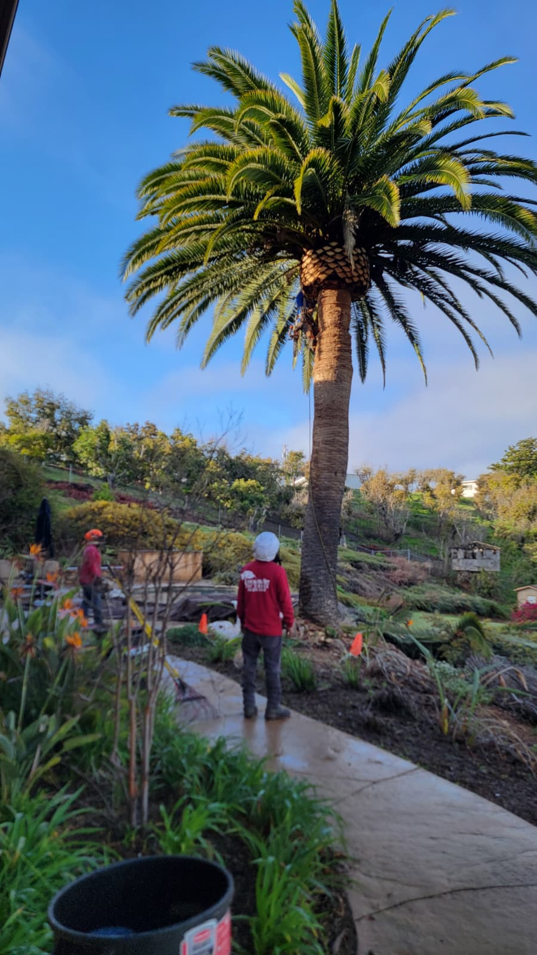Vista del Rey Tree Services - Vista, CA
