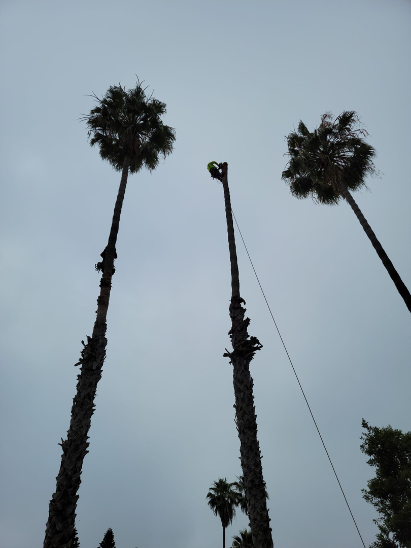 Vista del Rey Tree Services - Vista, CA