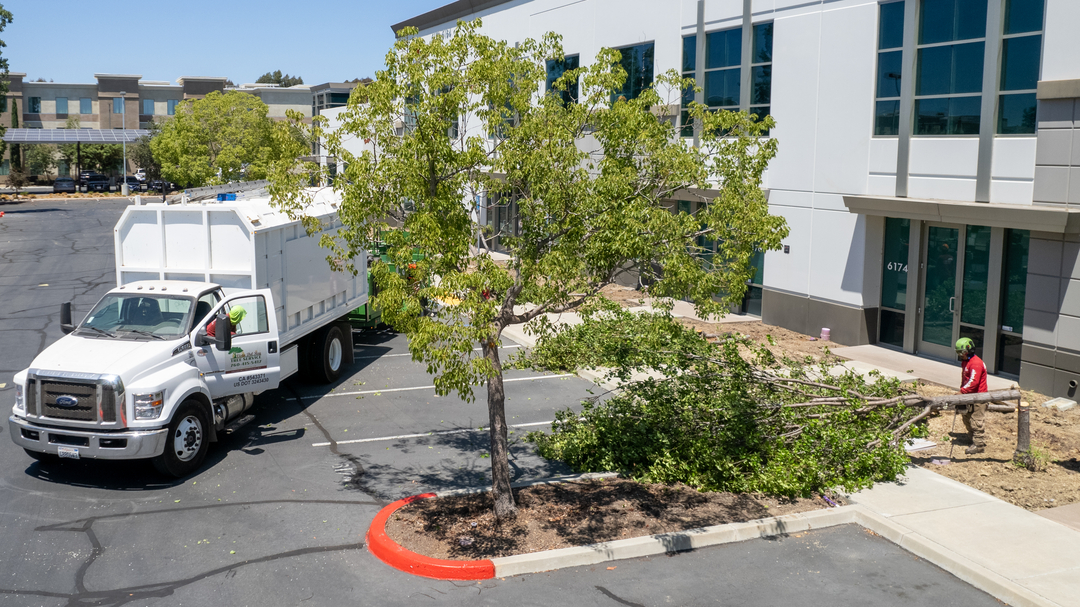 Vista del Rey Tree Services - Vista, CA