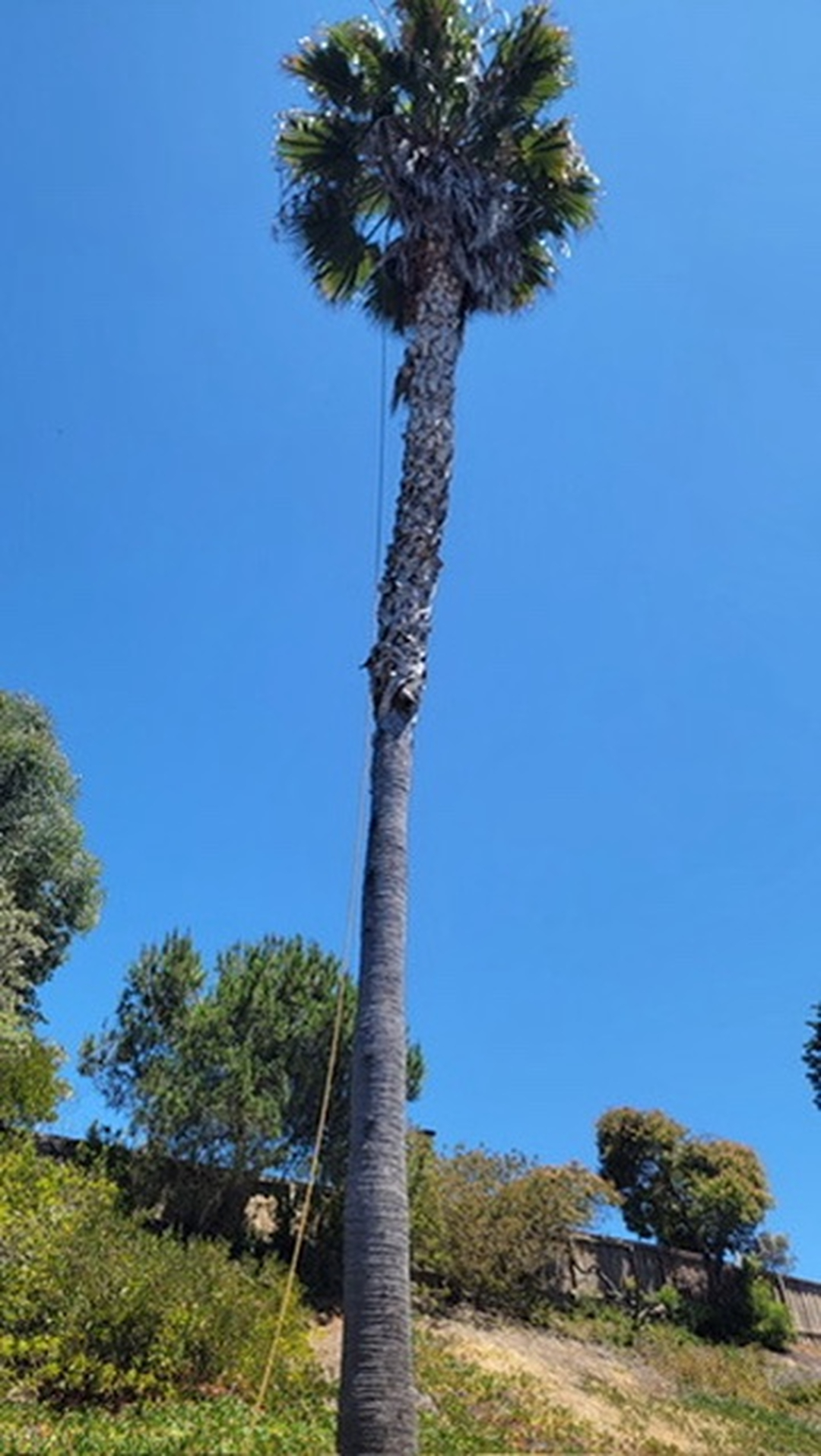 Vista del Rey Tree Services - Vista, CA
