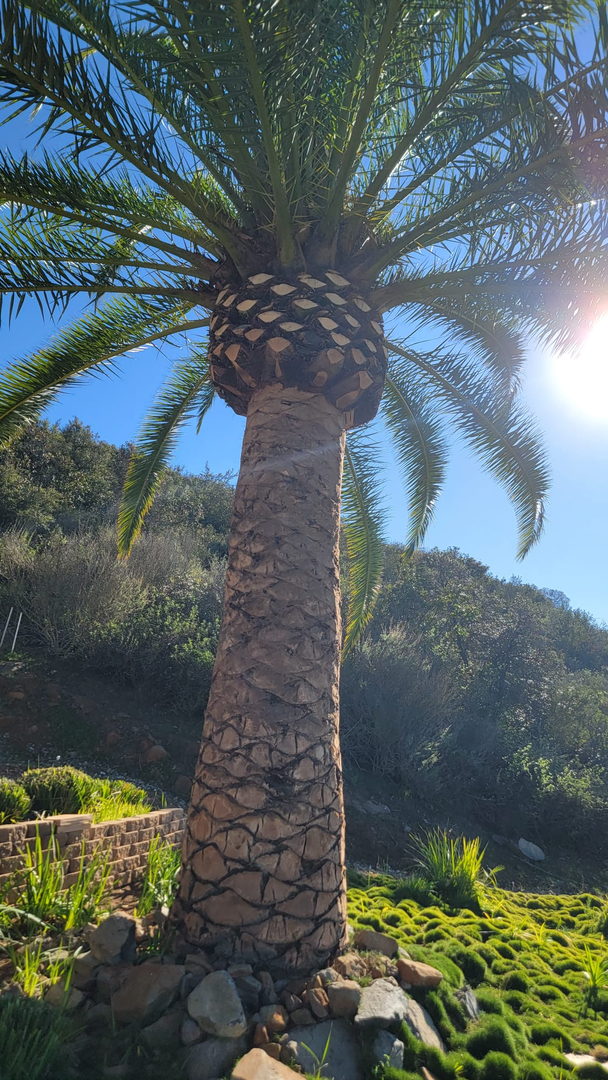 Vista del Rey Tree Services - Vista, CA