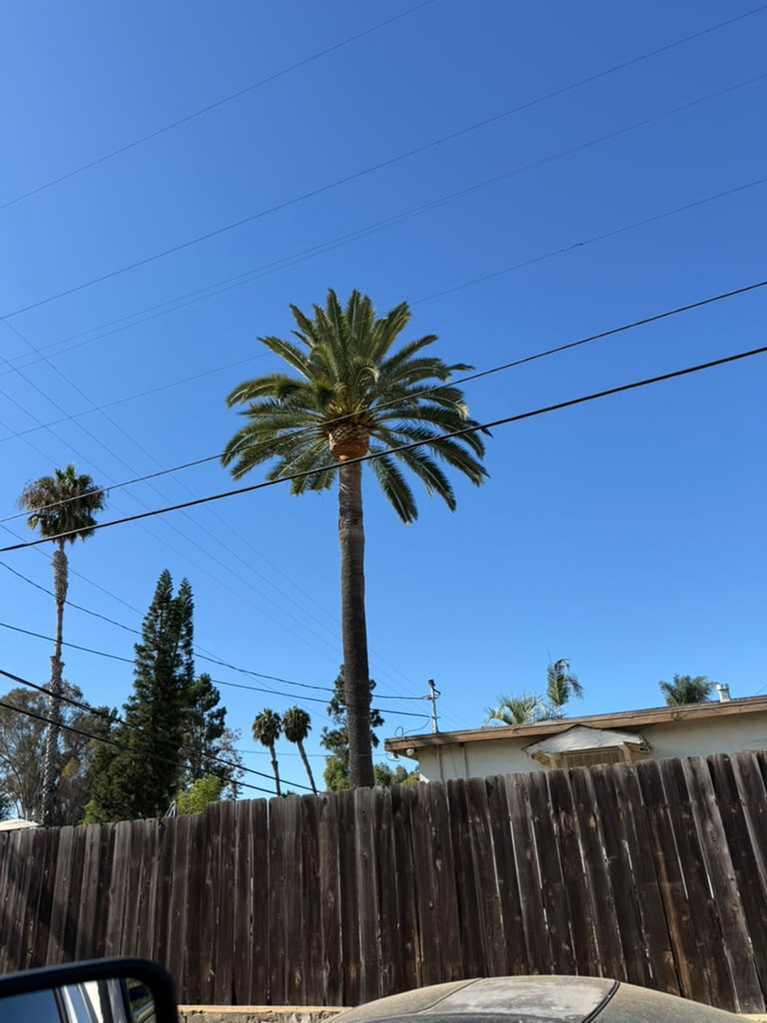 Vista Del Rey Tree Services - Vista, CA