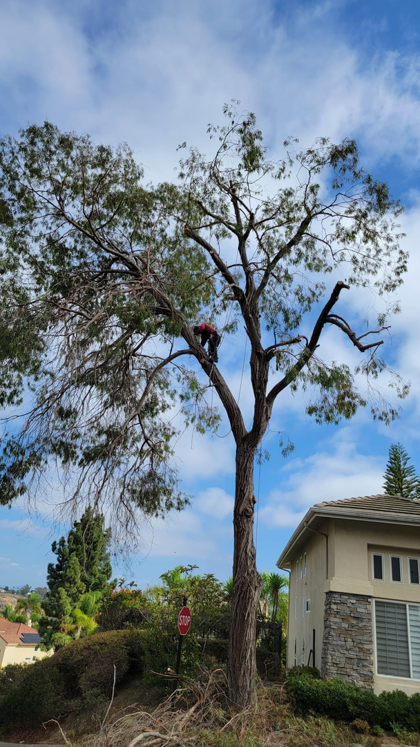 Vista del Rey Tree Services - Vista, CA