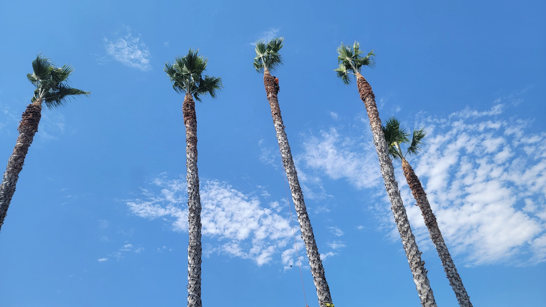 Vista del Rey Tree Services - Vista, CA