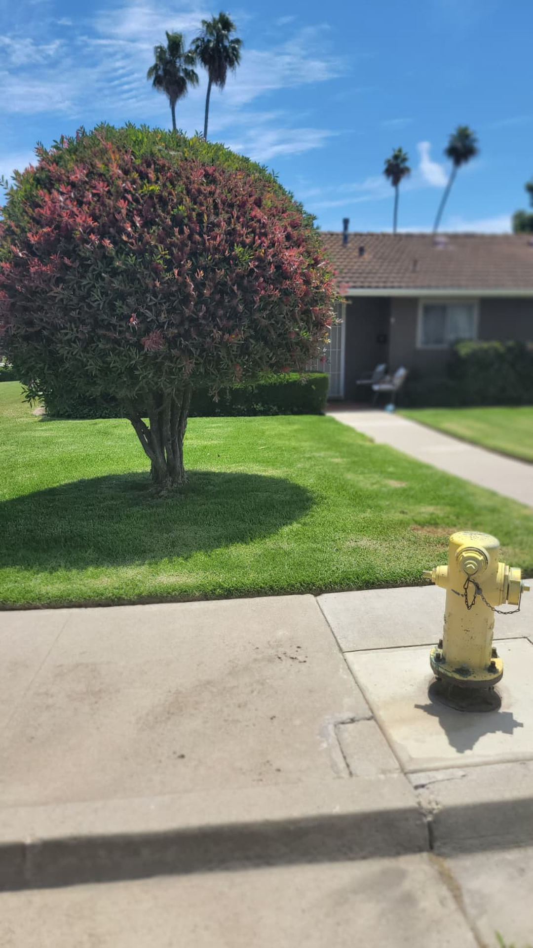 Vista del Rey Tree Services - Vista, CA