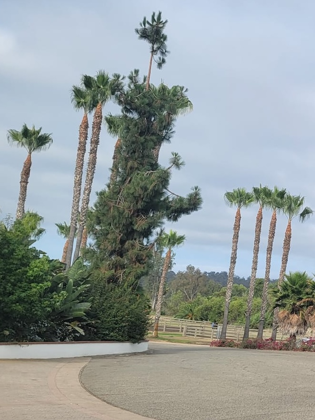 Vista Del Rey Tree Services - Vista, CA