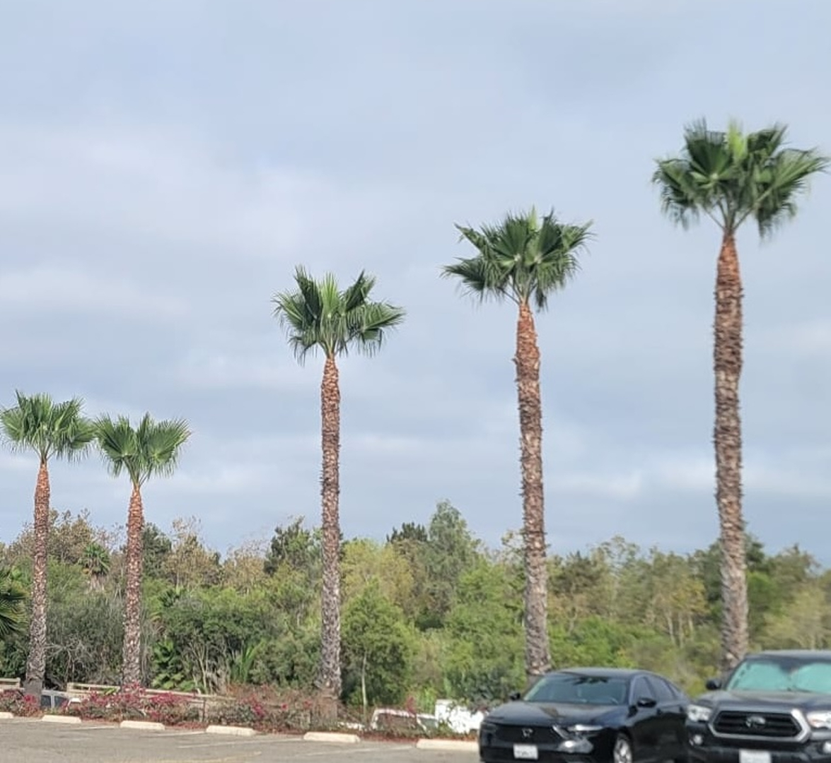 Vista Del Rey Tree Services - Vista, CA