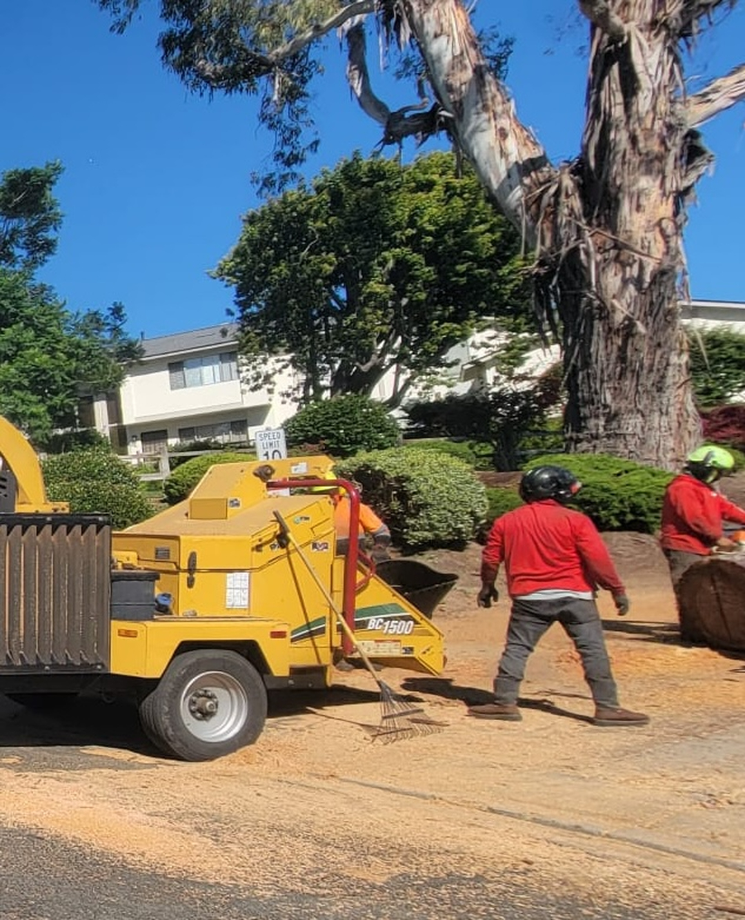 Vista Del Rey Tree Services - Vista, CA