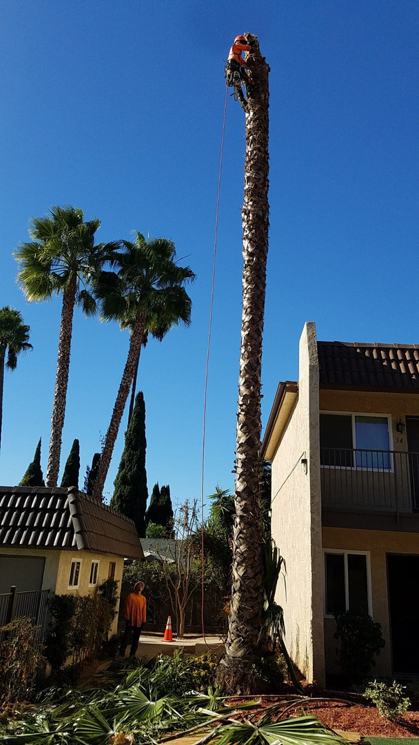 Vista del Rey Tree Services - Vista, CA