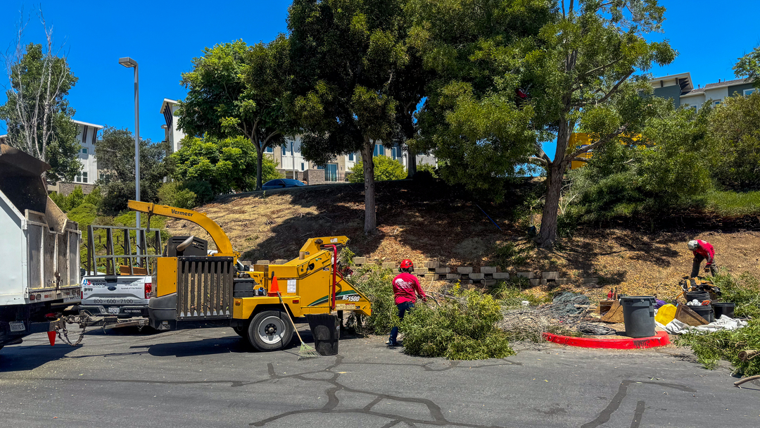 Vista del Rey Tree Services - Vista, CA
