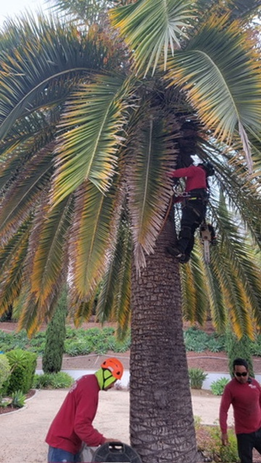 Vista del Rey Tree Services - Vista, CA