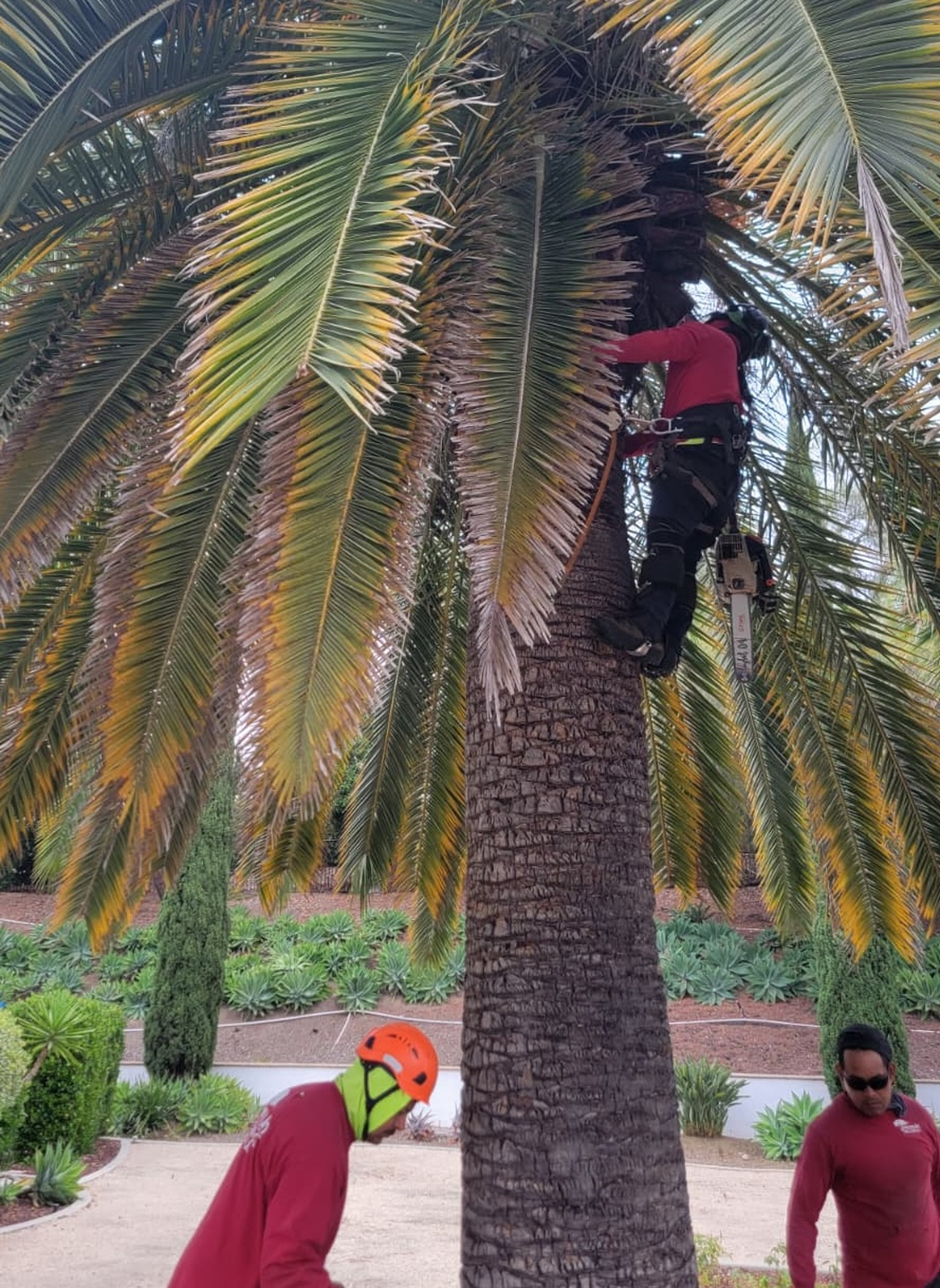 Vista del Rey Tree Services - Vista, CA