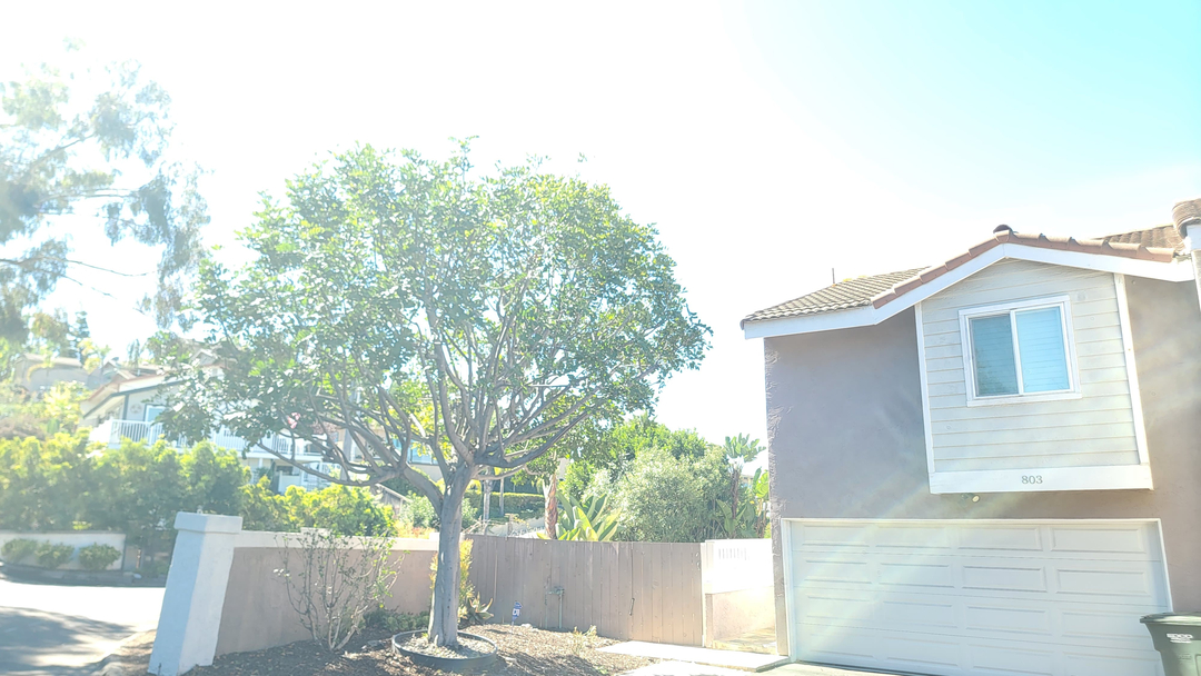 Vista del Rey Tree Services - Vista, CA