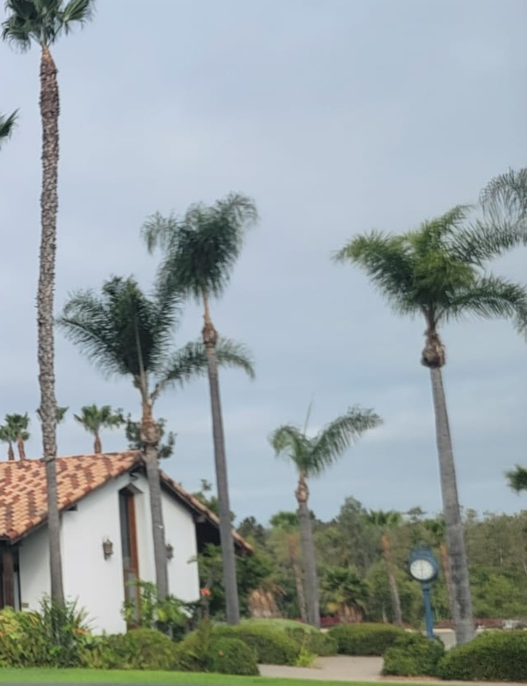 Vista Del Rey Tree Services - Vista, CA