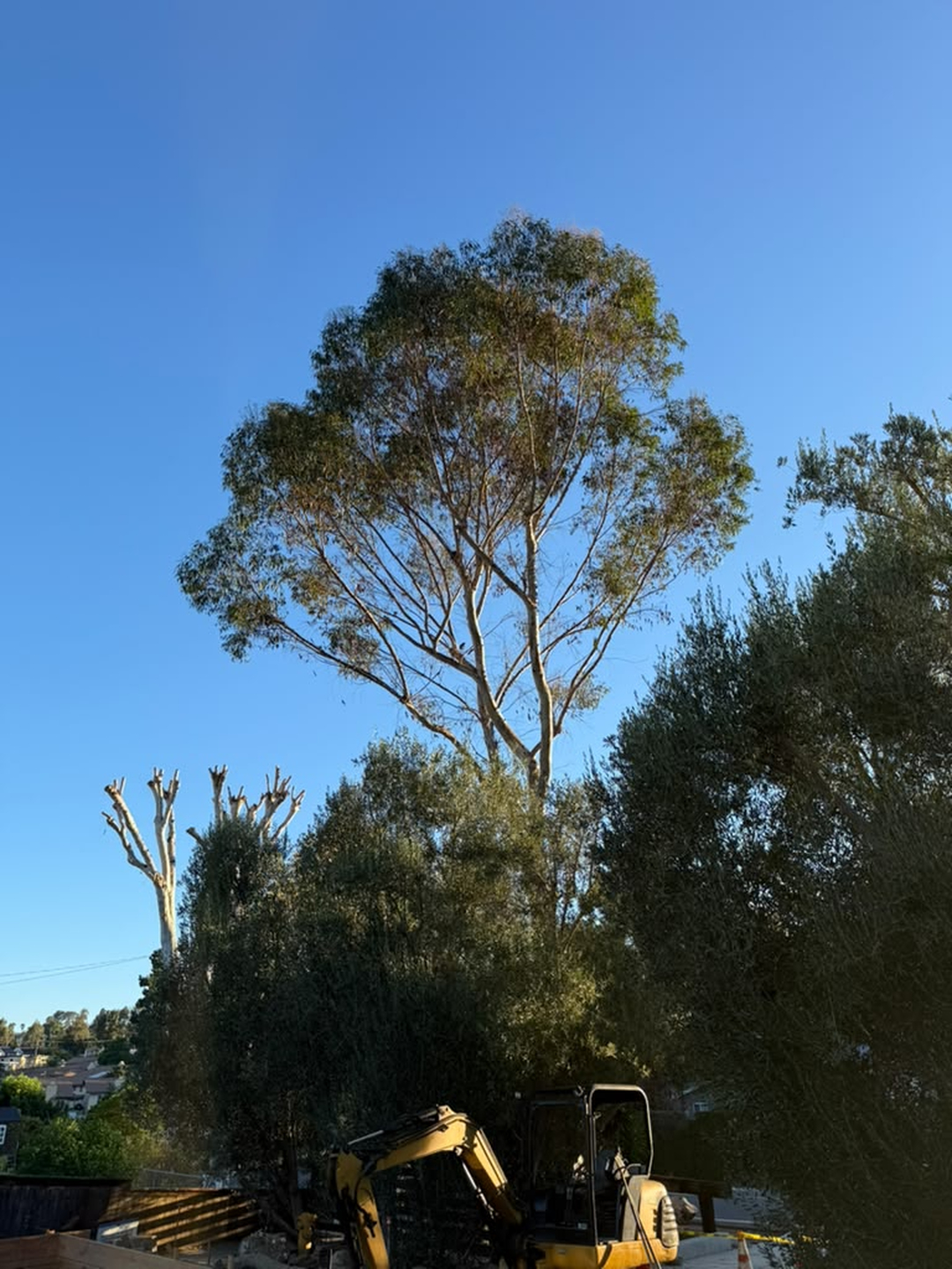 Vista Del Rey Tree Services - Vista, CA