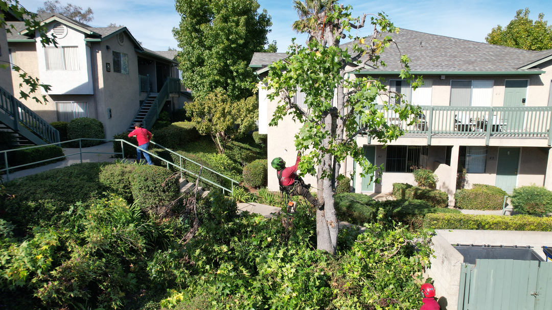 Vista del Rey Tree Services - Vista, CA