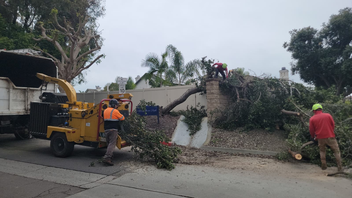 Vista del Rey Tree Services - Vista, CA