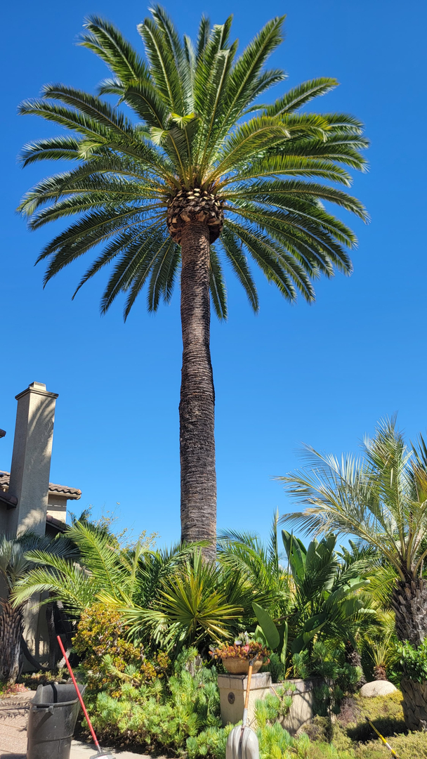 Vista del Rey Tree Services - Vista, CA