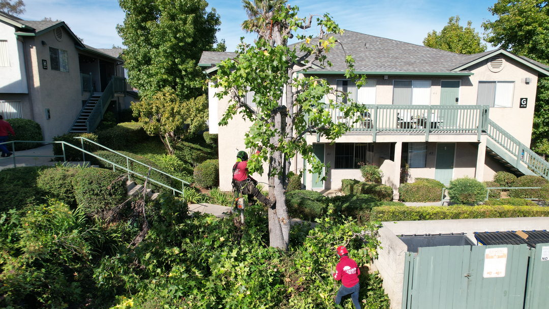 Vista del Rey Tree Services - Vista, CA