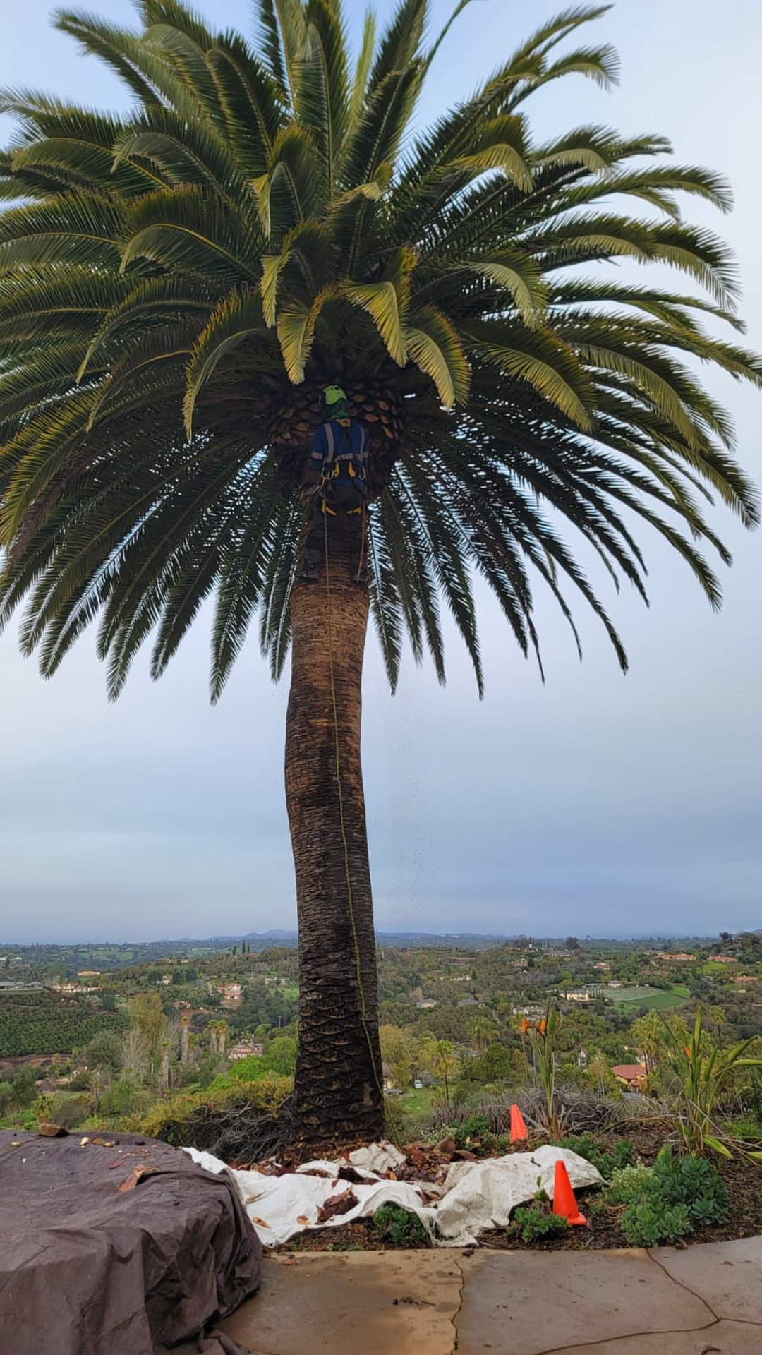 Vista del Rey Tree Services - Vista, CA
