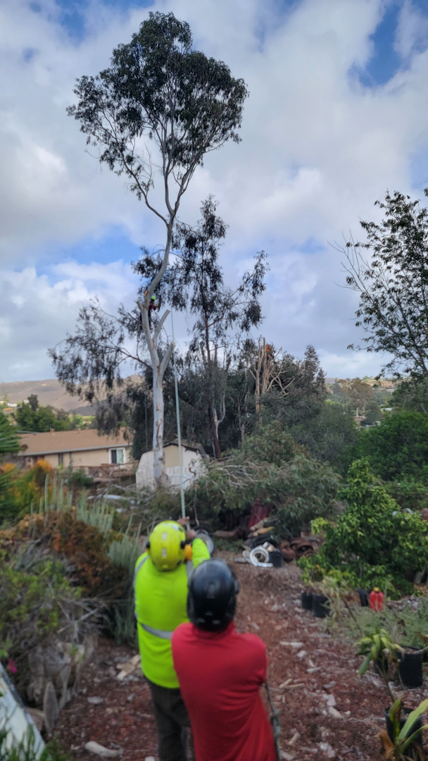 Vista del Rey Tree Services - Vista, CA