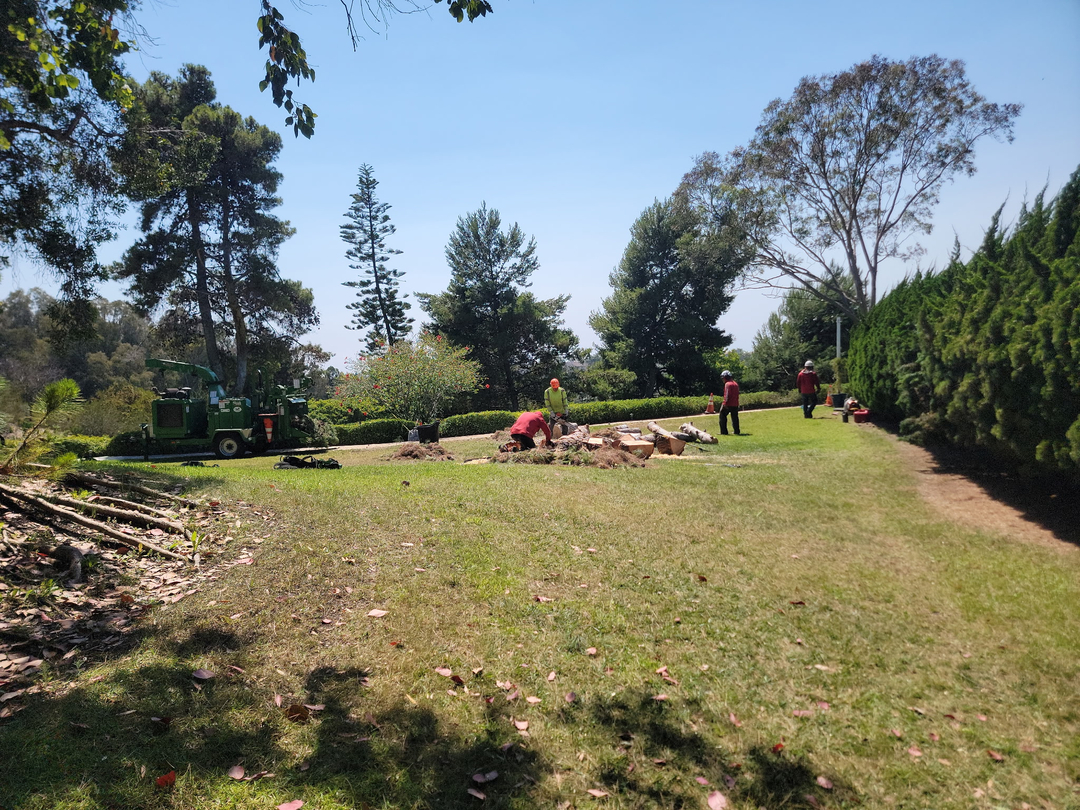 Vista del Rey Tree Services - Vista, CA