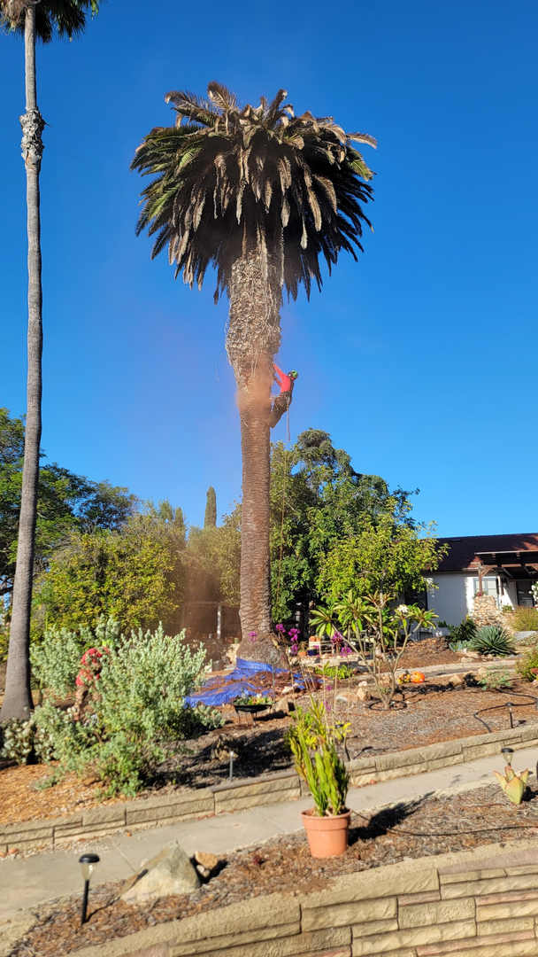 Vista del Rey Tree Services - Vista, CA