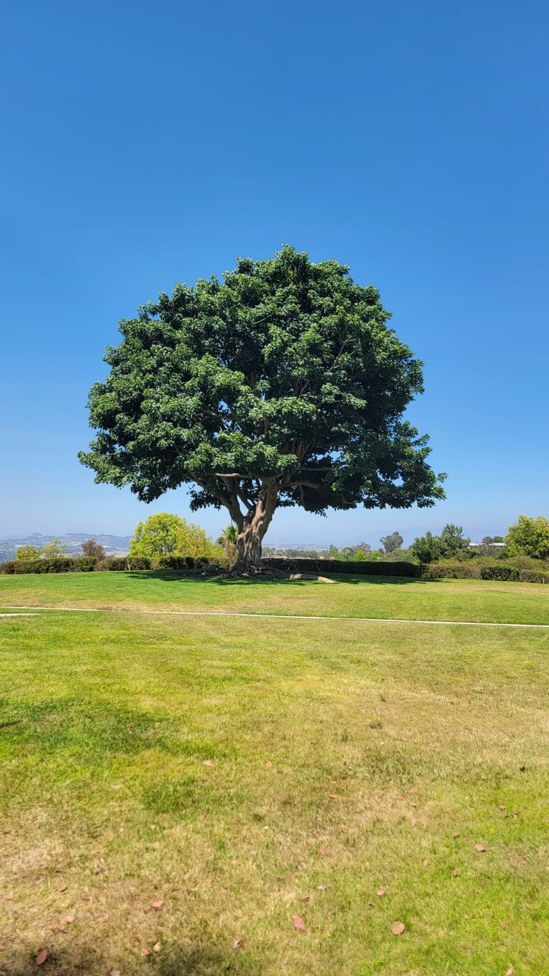 Vista del Rey Tree Services - Vista, CA